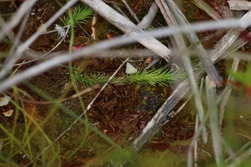 Brownseya serpentina, 2025-11-16