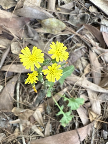Oriental false hawksbeard