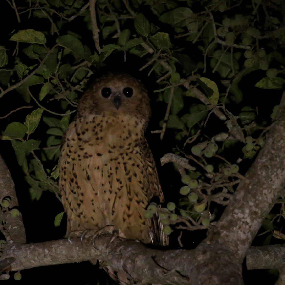 Pel's Fishing Owl (Scotopelia peli), photo 2