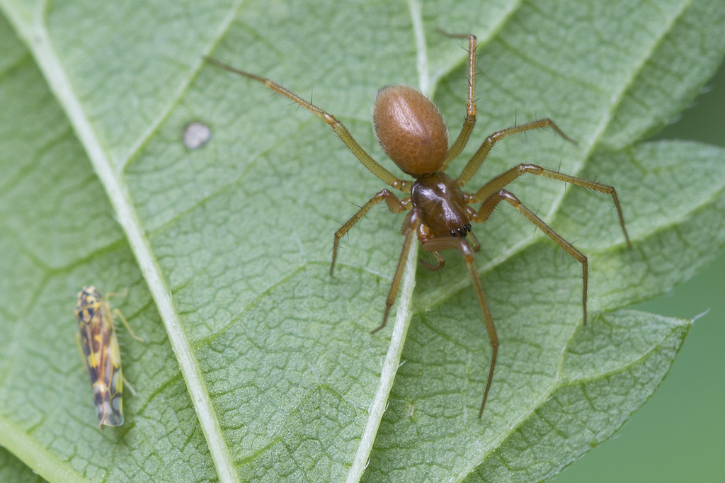 Helophora insignis