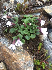 Ourisia breviflora breviflora