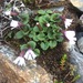 Ourisia breviflora - Photo (c) williamsmaggie3, algunos derechos reservados (CC BY-NC)