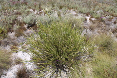 Microdon parviflorus