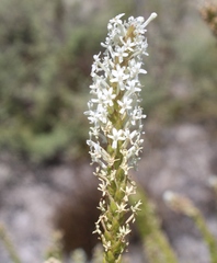 Microdon parviflorus
