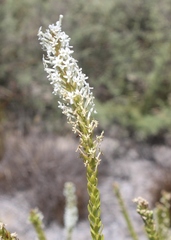 Microdon parviflorus