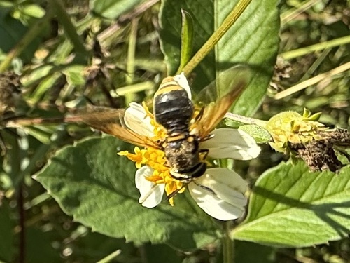 Unknown species found near Deercroft Dr, Melbourne, FL, US