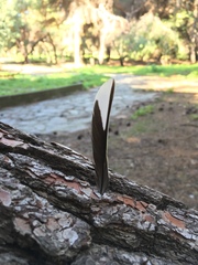 Fringilla coelebs