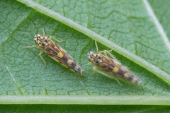 Eupteryx calcarata