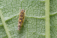 Eupteryx calcarata