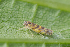 Eupteryx calcarata