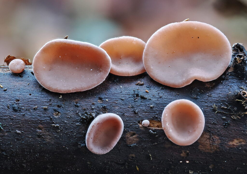 Auricularia auricula-judae · November 2025 · photo: © gillessanmartin (iNaturalist, cc0)