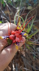 Tillandsia oaxacana