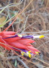 Tillandsia oaxacana