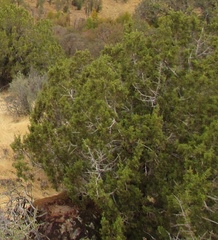 Juniperus californica