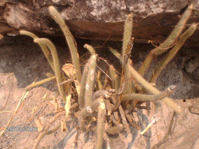 Leocereus bahiensis
