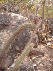 Leocereus bahiensis