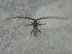 Eburia