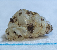 Gastrocopta contracta