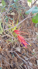 Tillandsia oaxacana