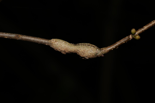 Unknown species found near Hocking County, OH, USA