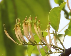 Dendrophthoe falcata