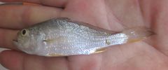 Larimus breviceps