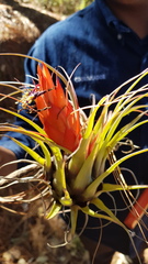 Tillandsia oaxacana