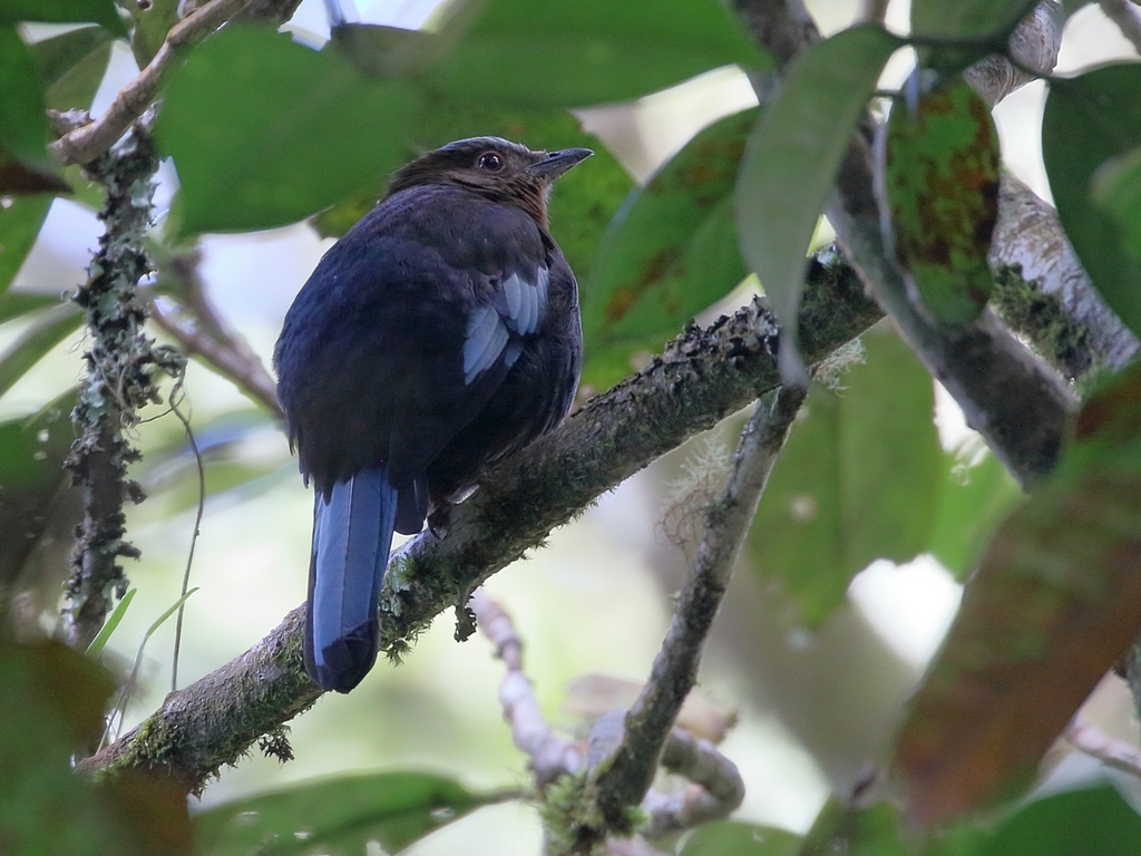 Sumatran Cochoa photo