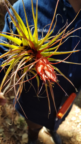 Tillandsia oaxacana, photograph 6