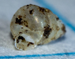 Gastrocopta contracta