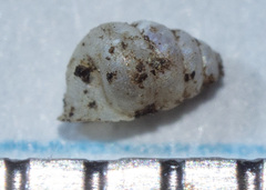 Gastrocopta contracta