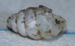 Gastrocopta contracta