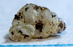 Gastrocopta contracta