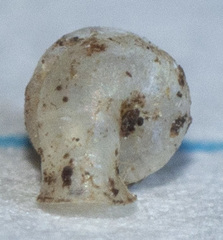 Gastrocopta contracta