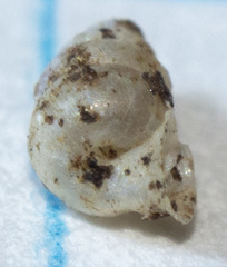Gastrocopta contracta