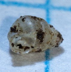 Gastrocopta contracta