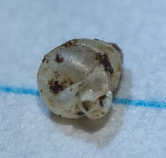 Gastrocopta contracta