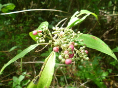 Dendropanax