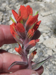 Castilleja rigida