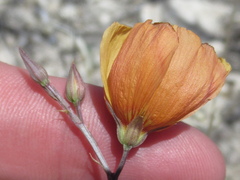 Linum berlandieri