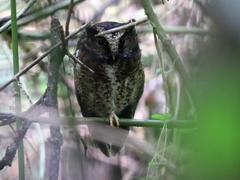 Otus spilocephalus