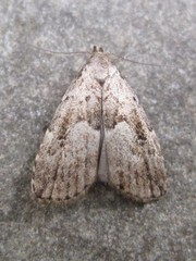 Hypenodes franclemonti