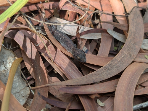 Gehyra mutilata observed 2025-11-22