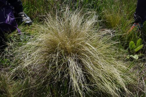 White Sedge (Carex albula)