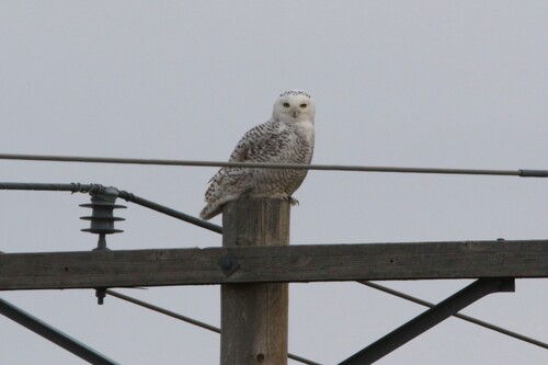 Snowy Owl