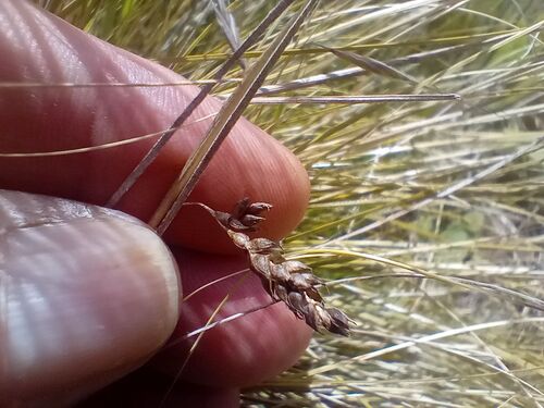 Carex albula, photograph 2