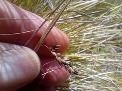 (c) John Barkla, some rights reserved (CC BY) Carex albula, photograph (c) John Barkla, some rights reserved (CC BY)