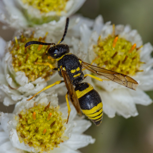 European tube wasp