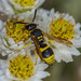 Ancistrocerus - Photo (c) bob15noble, some rights reserved (CC BY-NC), uploaded by bob15noble