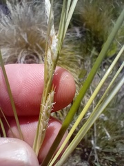 (c) John Barkla, some rights reserved (CC BY) Carex albula, photograph (c) John Barkla, some rights reserved (CC BY)